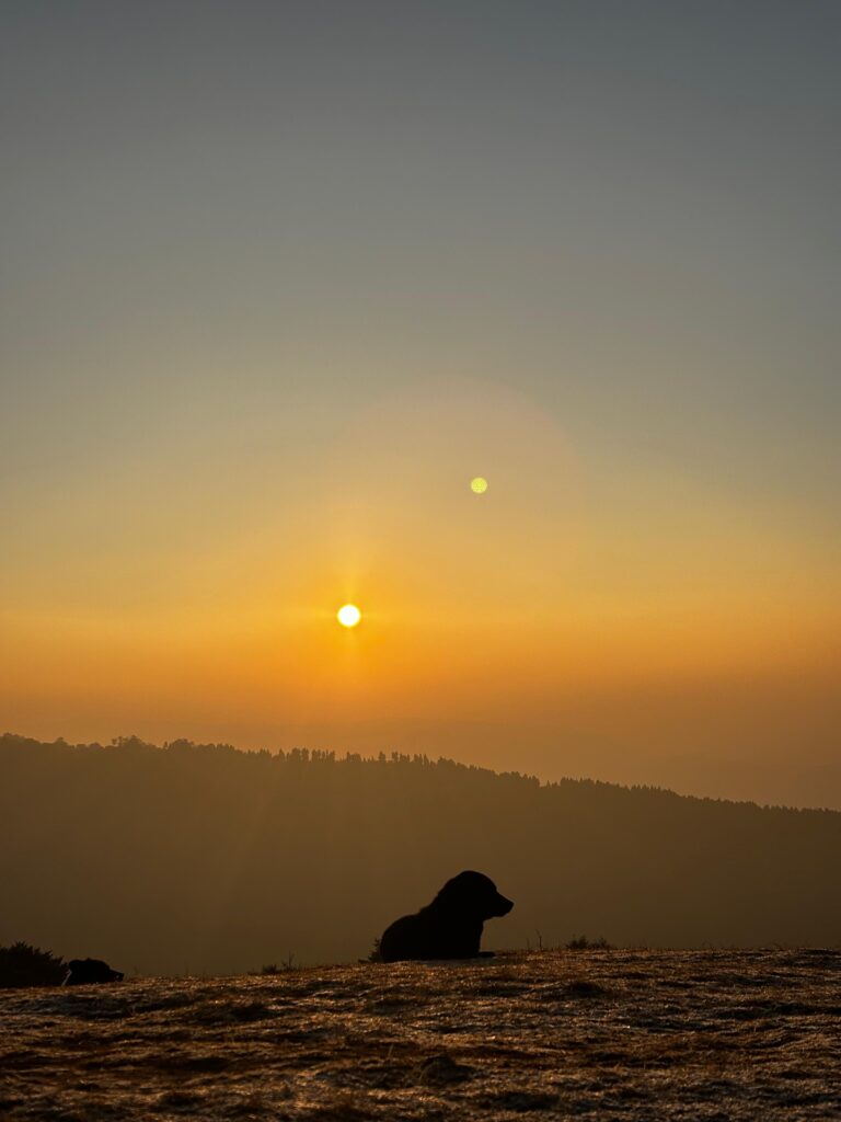 Dog with magnificent view